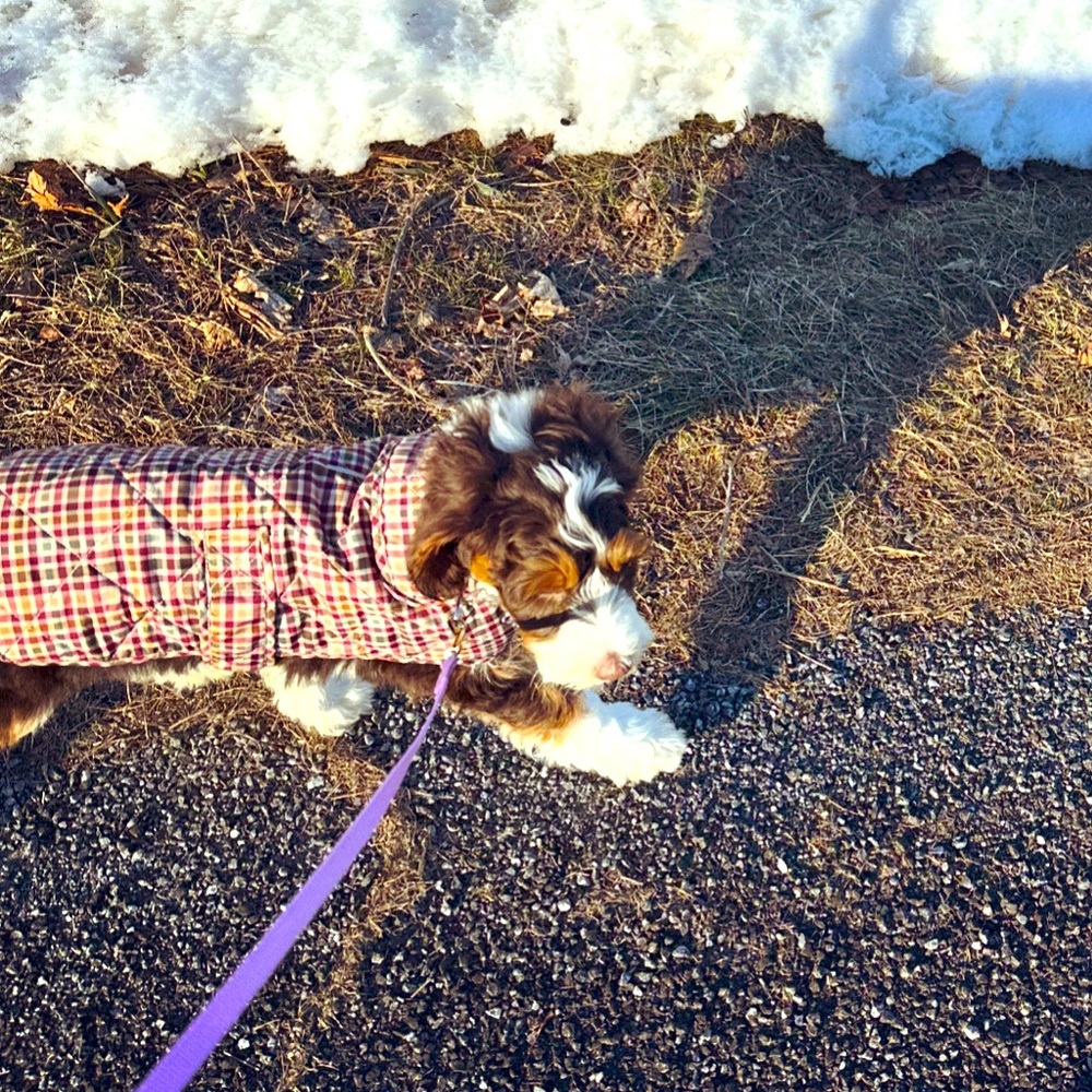 St. John’s Bay | St. John’s Bark matching mom and puppy vests.